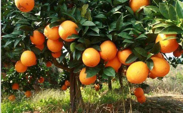 1_24513012129.jpg 1_24513012129.jpg