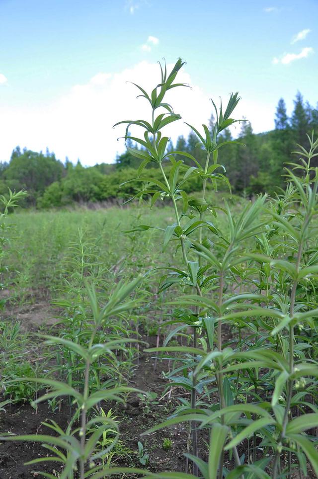 0e2442a7d933c8951f24ce4e439754f88202003d.jpg 0e2442a7d933c8951f24ce4e439754f88202003d.jpg