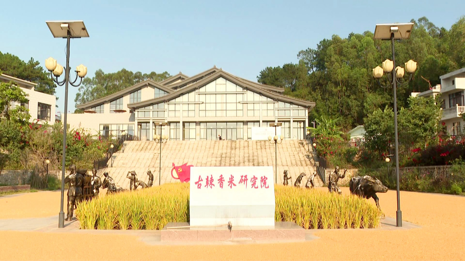 宾阳县探索“香米+”新模式 打造乡村振兴“宾阳样板”